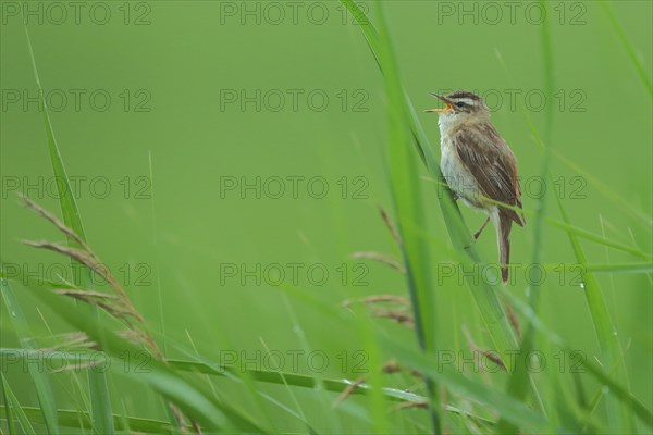 Sedge warbler