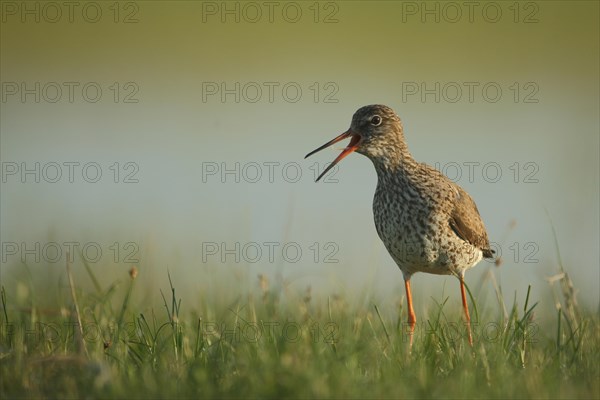 Common redshank