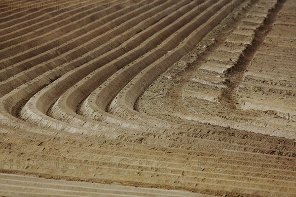 View of brown field with curved field crumbs