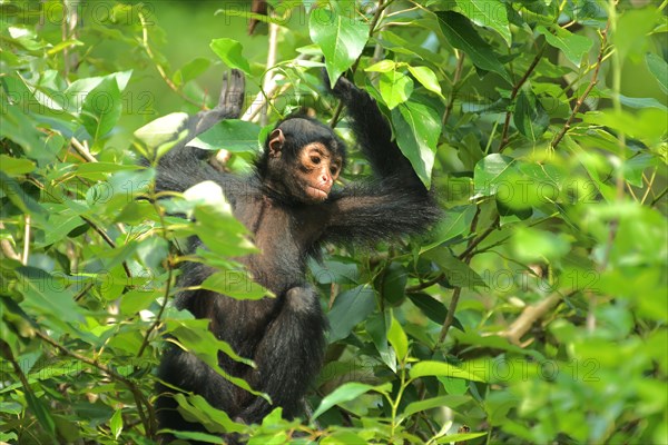 Red-faced spider monkey