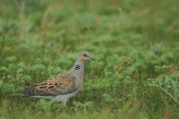 Turtle Dove