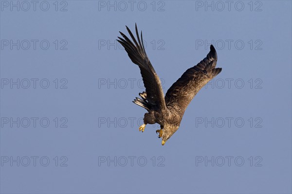 White-tailed Eagle