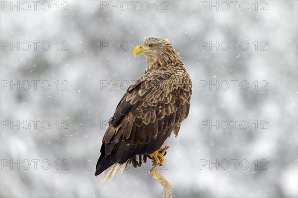 White-tailed Eagle