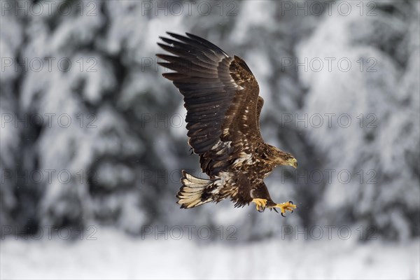 White-tailed Eagle