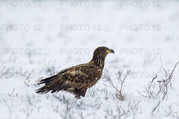 White-tailed Eagle