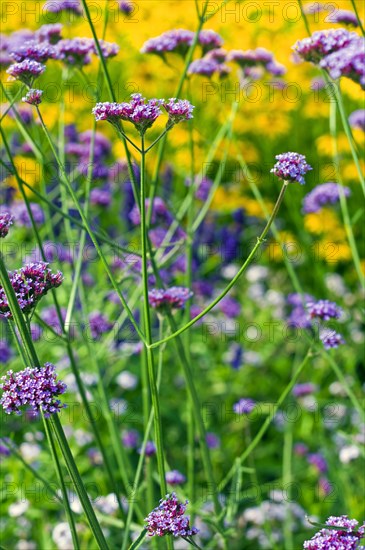 Common vervain