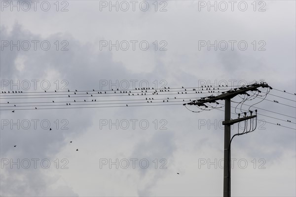 Starlings