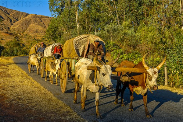 Ox cart caravan along the road between Antanarivo and Morondavia