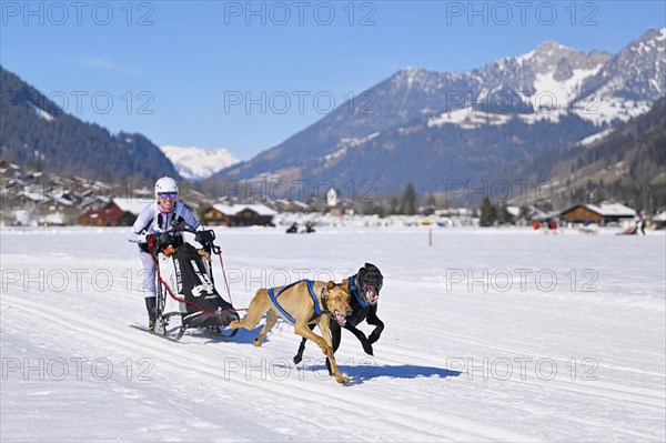 Musher with two European sled dogs