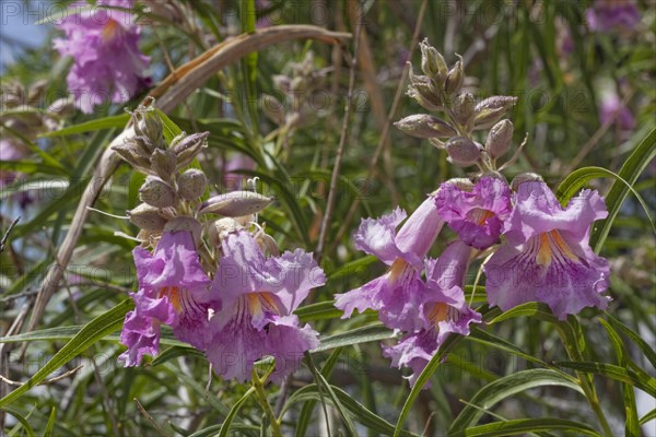 Desert Willow