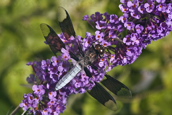 Common Whitetail Dragonfly