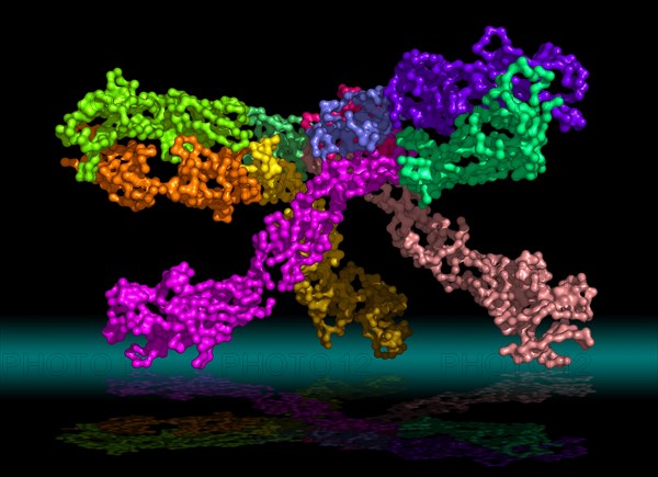 Flaviviruses are a group of human pathogens causing severe encephalitic or hemorrhagic diseases that include West Nile