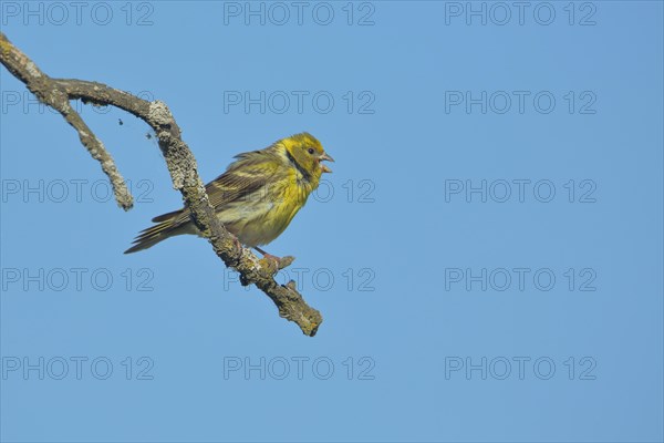 Singing male yellowhammer