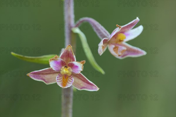 Two marsh helleborine