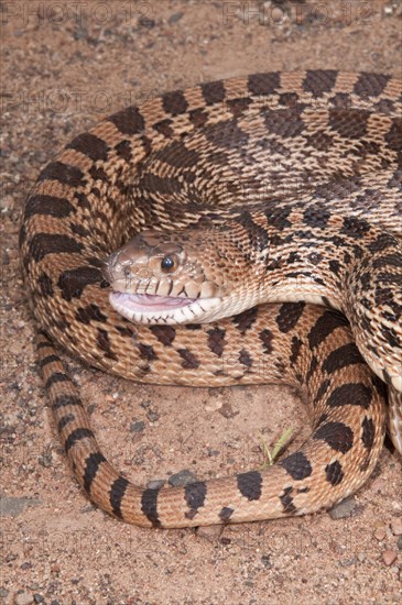 Texas bull snake