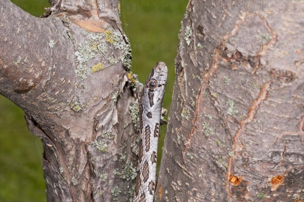 Texas rat snake