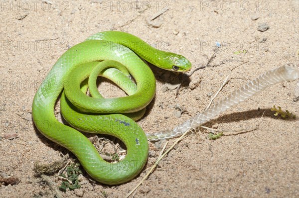 Smooth green snake