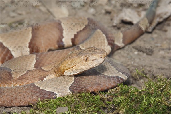 Broadbanded copperhead