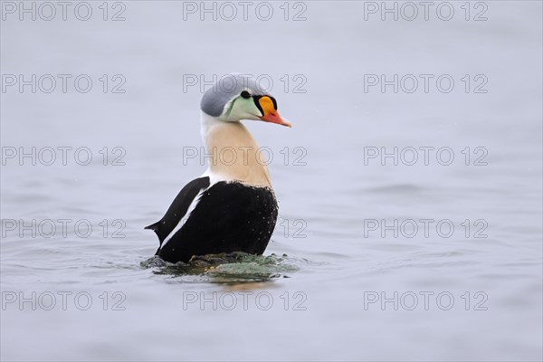 King eider