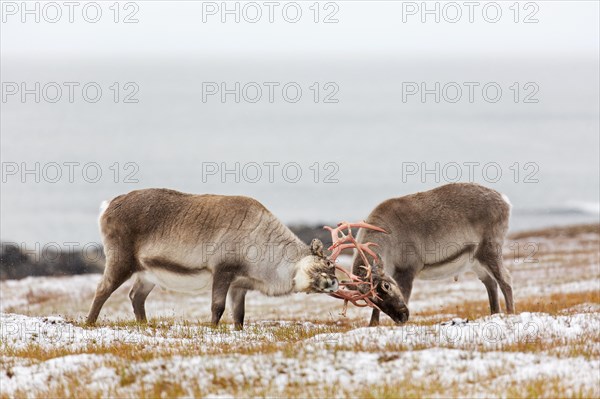 Two Svalbard reindeer