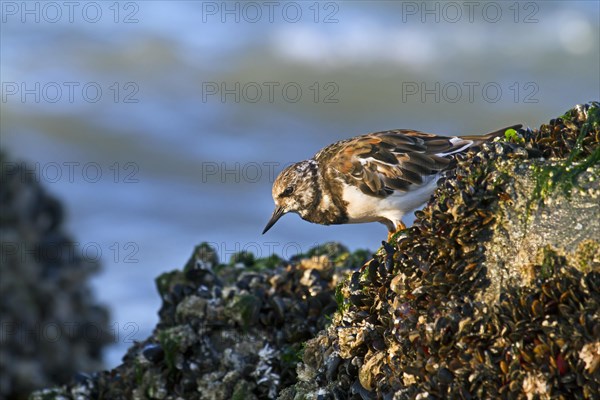 Ruddy Turnstone