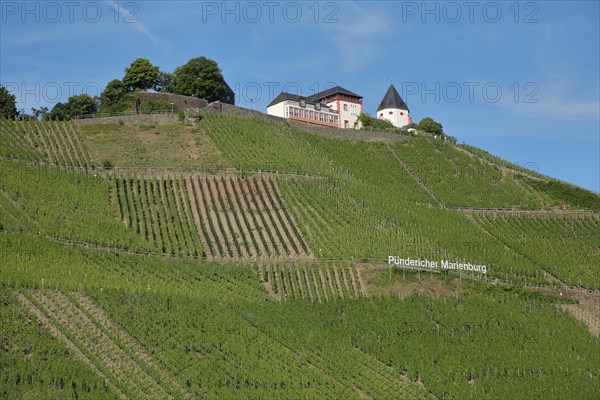 View of Marienburg with wine growing area Puendericher Marienburg in Puenderich