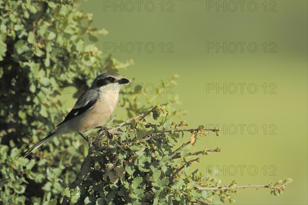 Southern grey shrike