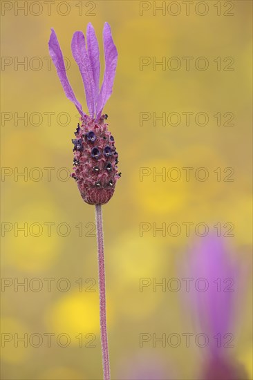 Flower and stem with petals of french lavender