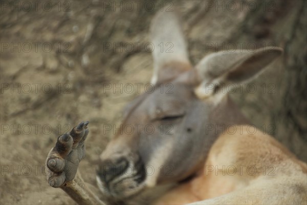 Red kangaroo