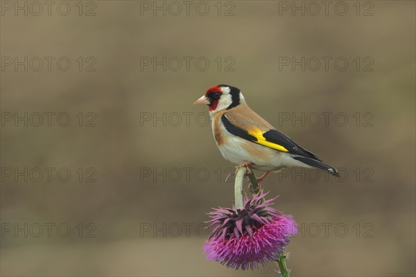 European goldfinch