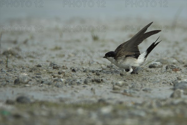 Common house martin