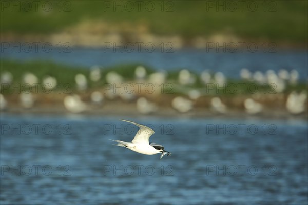 Sandwich tern