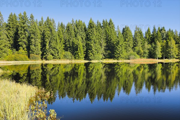 The forest along the shore of the Etang de la Gruere is reflected in the still waters of the moor lake