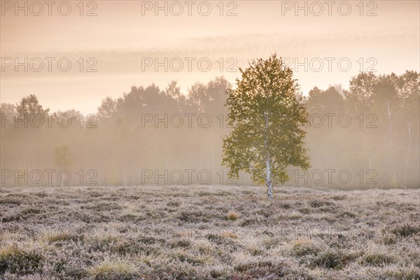 A single birch tree stands in the pastel light of dawn in a moorland covered with heather