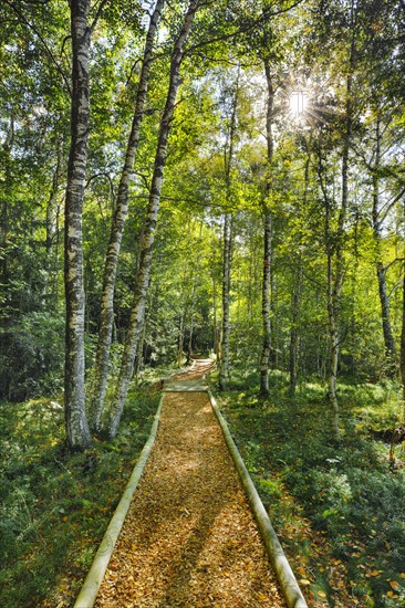 Forest path in the birch forest near Les Ponts-de-Martel in the canton of Neuchatel