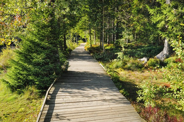 Wooden path in the forest along the Etang de la Gruere mire lake in the canton of Jura