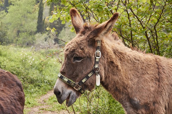 Donkey in the green