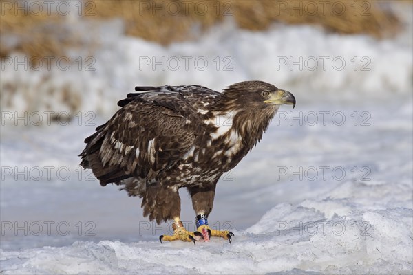 Colour-ringed White-tailed Eagle