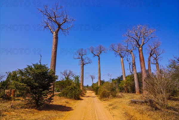 Avenue de Baobabs near Morondave