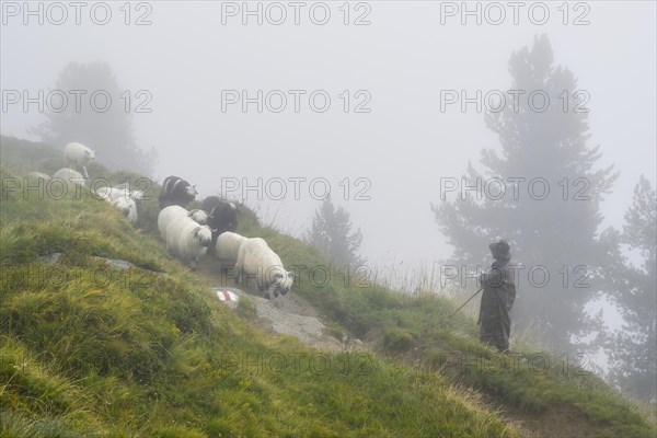 A shepherd with a flock of Valais black-nosed domestic sheep