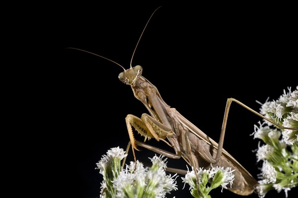 Brown Mantid