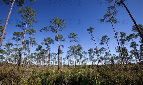 The Florida Everglades