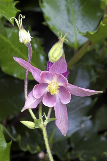 European columbine