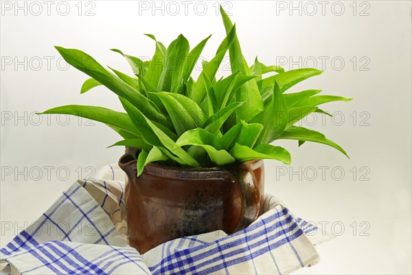 Wild garlic in a clay jug