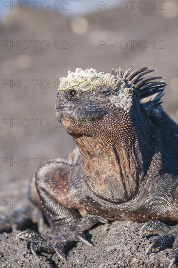 Marine iguana