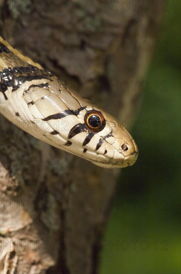 Checkered garter snake