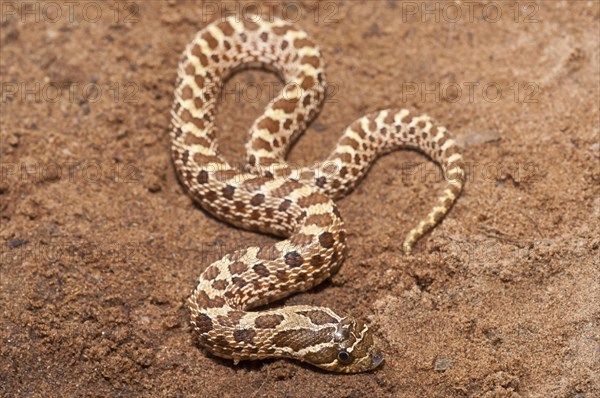 Western hognose snake