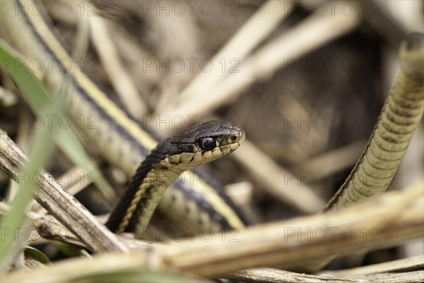 Red-sided garter snake