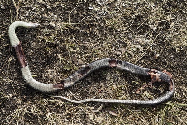 Dead Red-sided garter snake