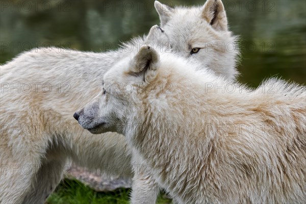 Close up of two Canadian Arctic wolves